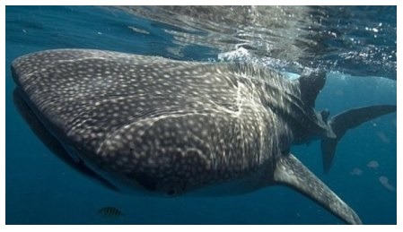 Bangininis ryklys Bangininis ryklys