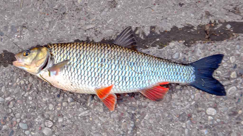 Su spiningu kovą ir balandį. Antra dalis Su spiningu kovą ir balandį. Antra dalis