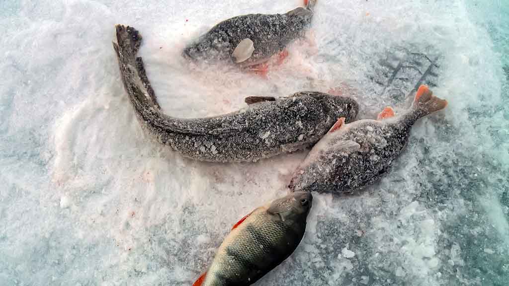 Kuršmarėse kimba ne vien stintos. Pirma dalis Kuršmarėse kimba ne vien stintos. Pirma dalis