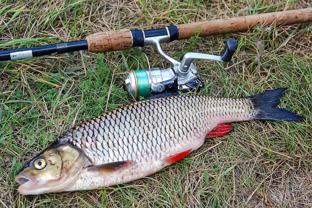 Sukis, lapeli, sukis... Sukriukės, kurioms likau ištikimas Sukis, lapeli, sukis... Sukriukės, kurioms likau ištikimas