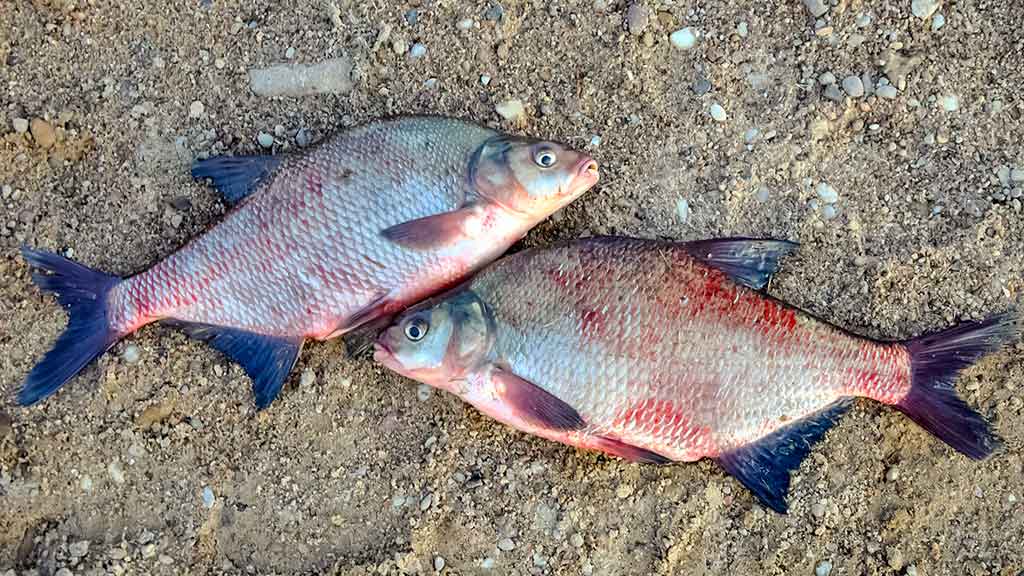 Ką reikia žinoti apie match meškerę Ką reikia žinoti apie match meškerę