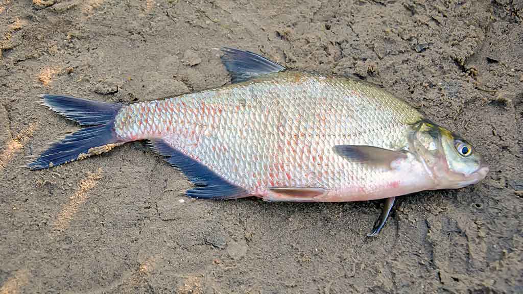 Nubudusio vandens vilionės. Pirma dalis Nubudusio vandens vilionės. Pirma dalis