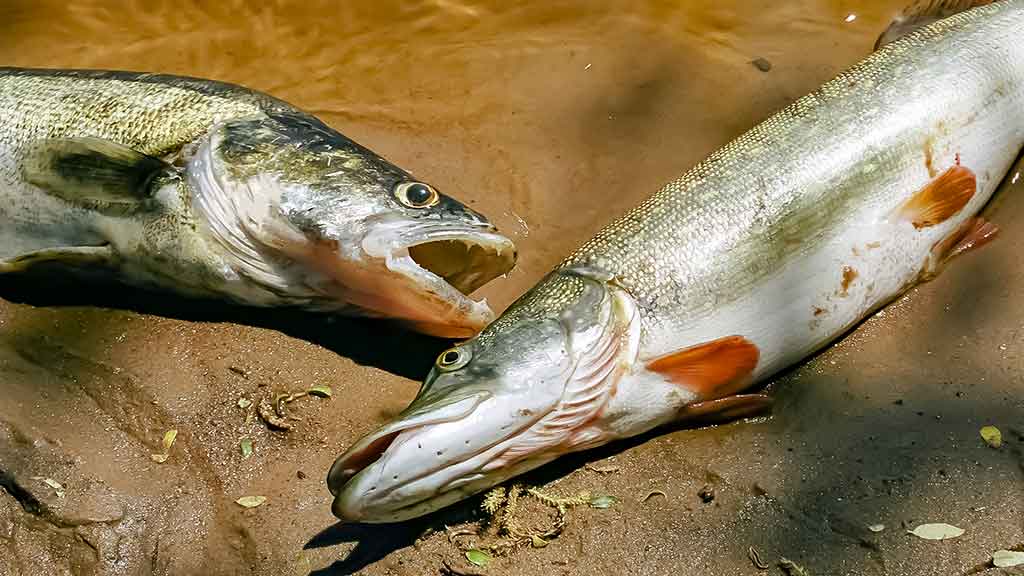 Tandemas – metalinių ir silikoninių masalų deriniai Tandemas – metalinių ir silikoninių masalų deriniai