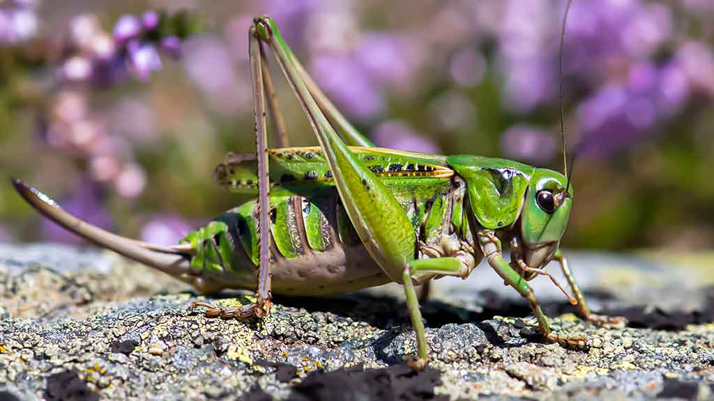 Ar iš balos tas gražumas. Pelkių ragana Ar iš balos tas gražumas. Pelkių ragana