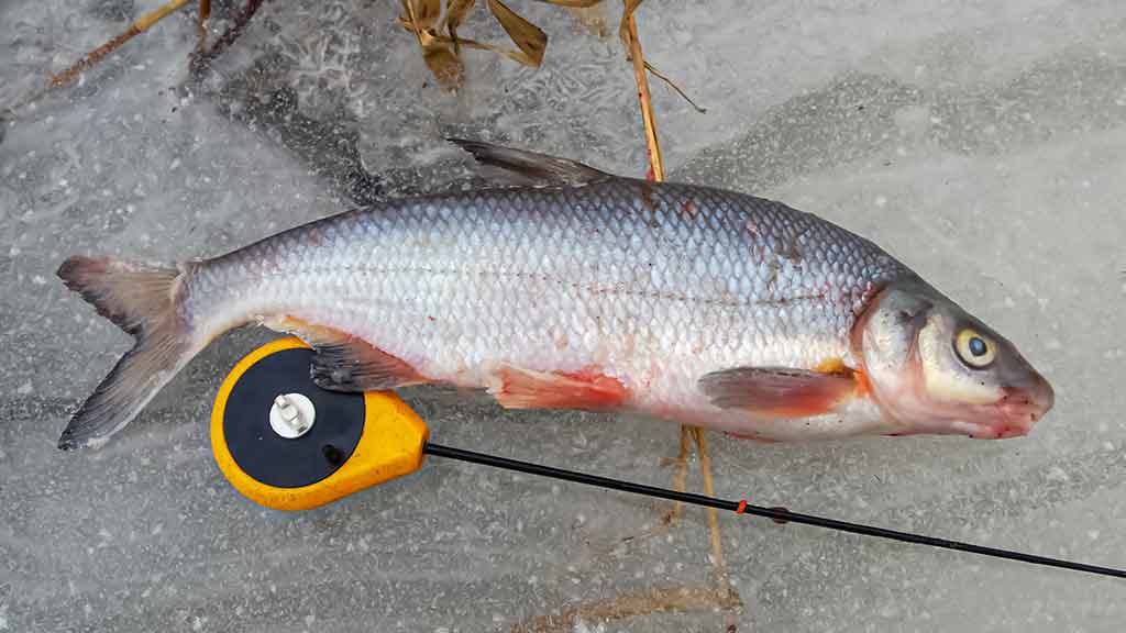 Minijoje ir šalia jos Minijoje ir šalia jos