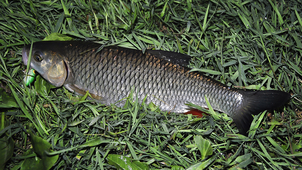 Vasariniai naktinėjimai su spiningu rankose Vasariniai naktinėjimai su spiningu rankose