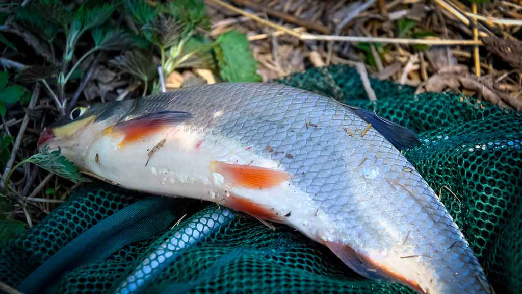 Šeštadienis, balandžio 22 – oji. Jau prasidėjo! Šeštadienis, balandžio 22 – oji. Jau prasidėjo!