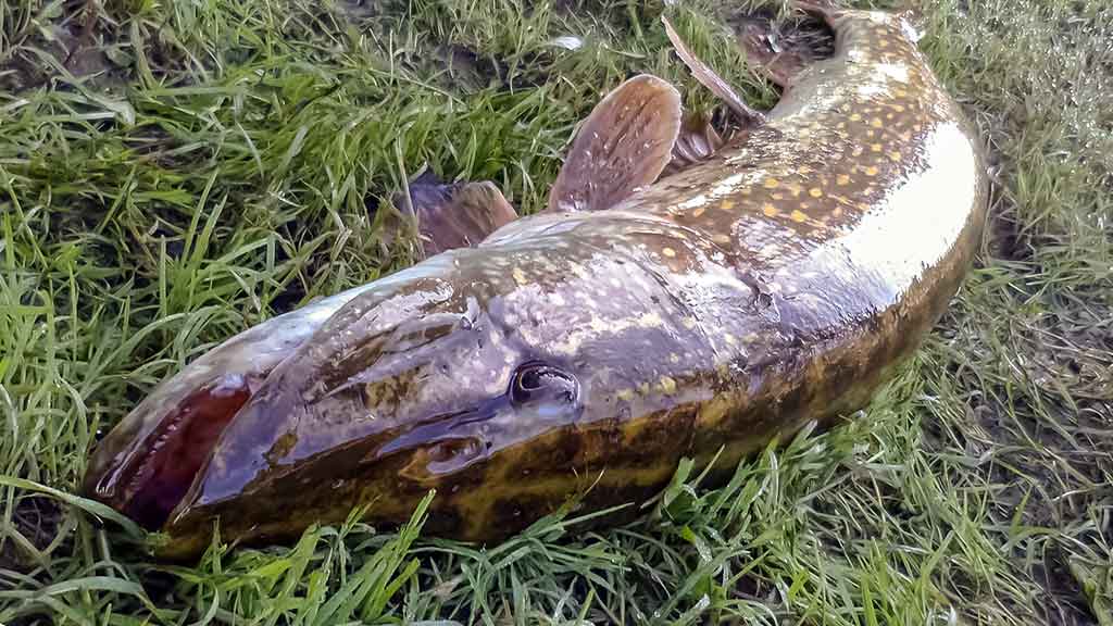 Tandemas – metalinių ir silikoninių masalų deriniai Tandemas – metalinių ir silikoninių masalų deriniai