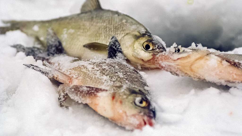Velniukai ir ožkos – universalūs masalai poledinei žūklei Velniukai ir ožkos – universalūs masalai poledinei žūklei
