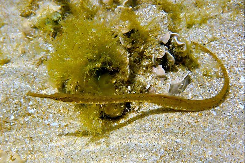 Žuvis skustuvas Žuvis skustuvas