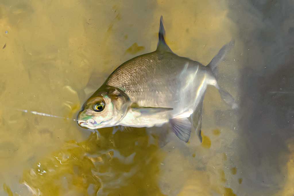 Straipsnis: Karšius žvejoju taip... Apie kirtimą ir traukimą Straipsnis: Karšius žvejoju taip... Apie kirtimą ir traukimą