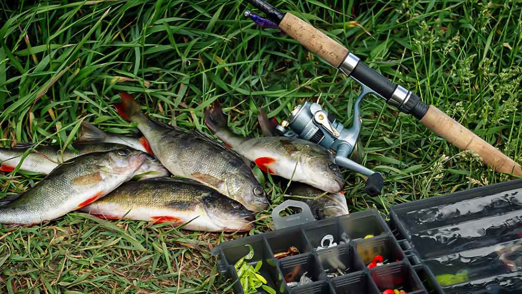 Avižadrėbis ir senas karšių gaudymas spiningu Avižadrėbis ir senas karšių gaudymas spiningu