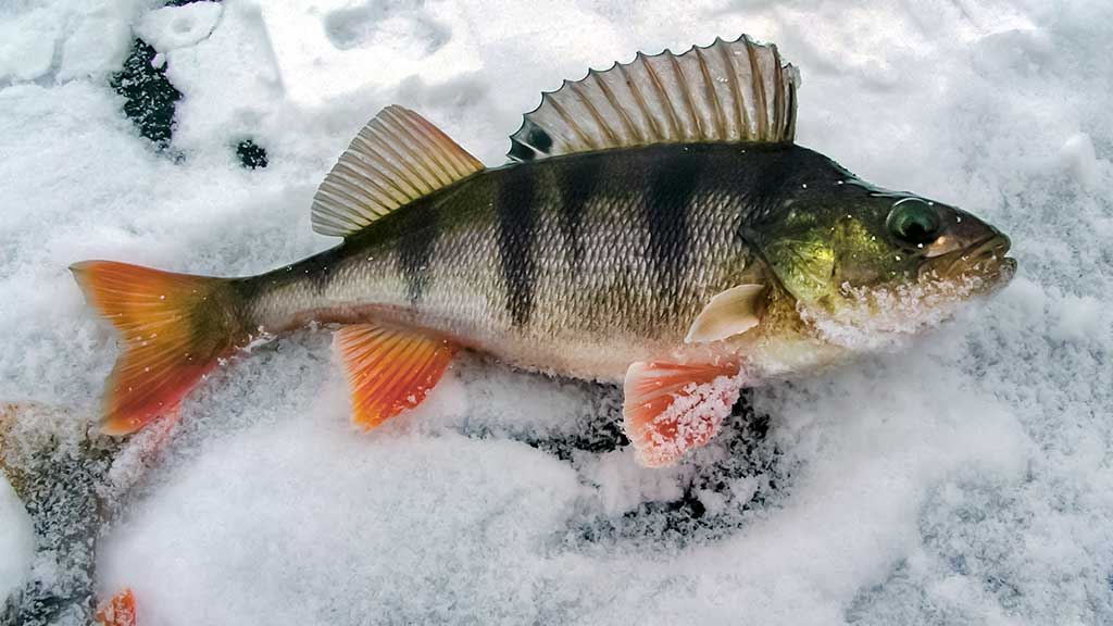 Kaip „pasikinkyti“ ožką Kaip „pasikinkyti“ ožką