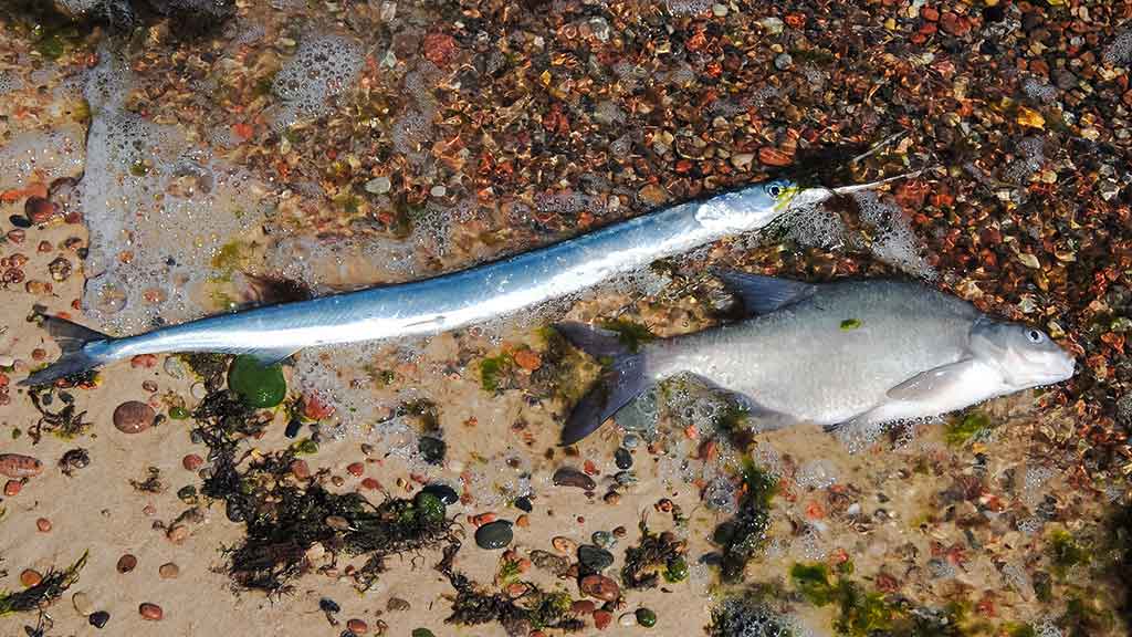 Vėjažuvė Vėjažuvė