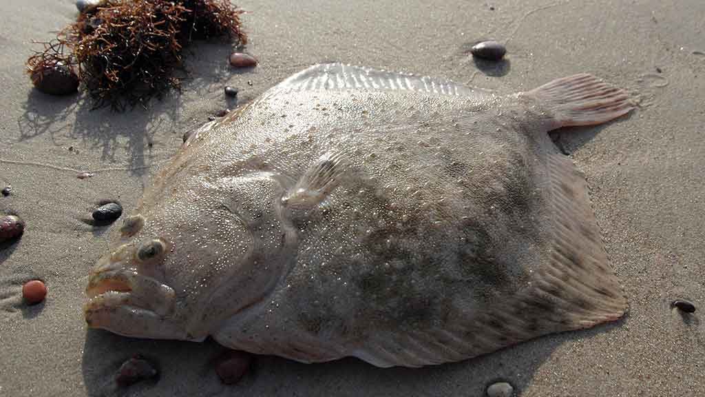 Kaip pagauti Baltijos plekšnę. Otai ir kitos žuvys Kaip pagauti Baltijos plekšnę. Otai ir kitos žuvys