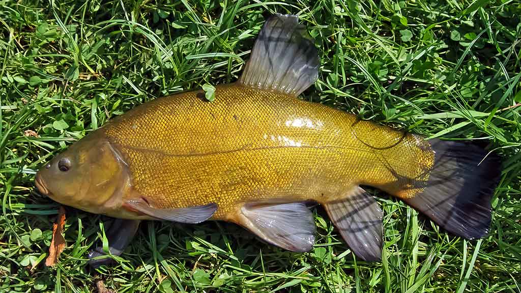 Išsamiai apie Aukštaitijos Šventąją Išsamiai apie Aukštaitijos Šventąją