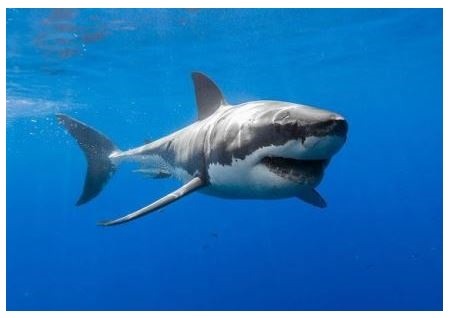 Didysis baltasis ryklys Didysis baltasis ryklys