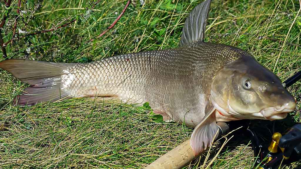 Kaip pagauti Nemune karpį. Masalų ir žūklaviečių paieškos Kaip pagauti Nemune karpį. Masalų ir žūklaviečių paieškos