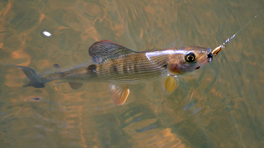 Kiršlys Kas upelyje gyvena. Trečia dalis