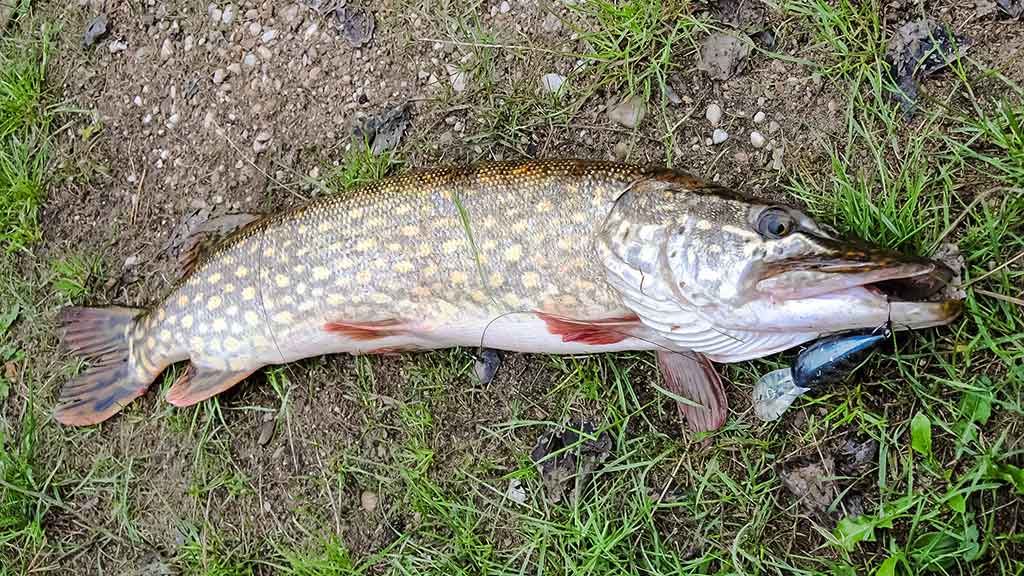 Upė ir lydekos. Prie pat kranto Upė ir lydekos. Prie pat kranto