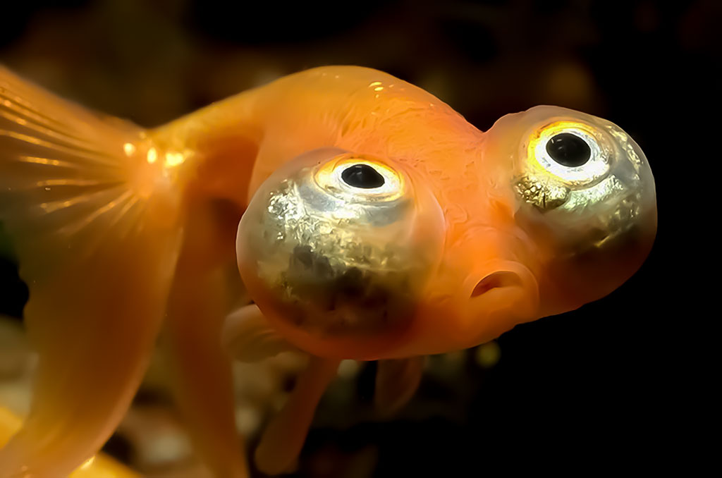 Auksinė žuvelė (Carassius auratus) Auksinė žuvelė (Carassius auratus)
