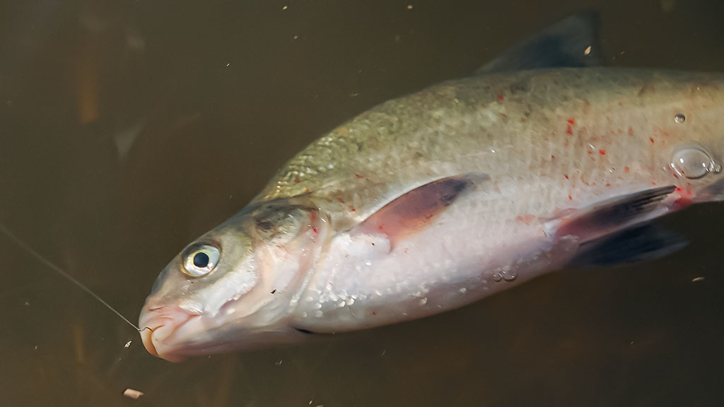 Sudužę margučiai arba kaip Dievas juokiasi Sudužę margučiai arba kaip Dievas juokiasi