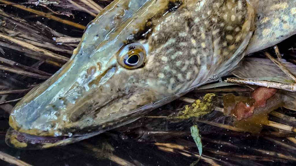 Upė ir lydekos. Prie pat kranto Upė ir lydekos. Prie pat kranto