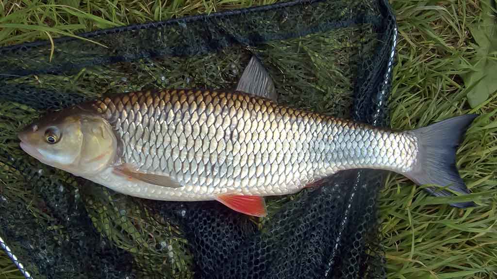 Su plūdine vidurupyje Su plūdine vidurupyje