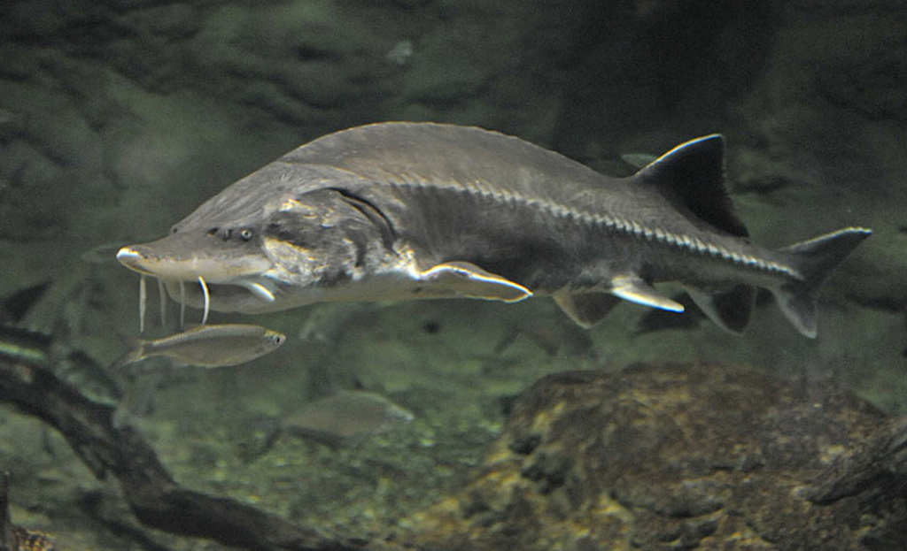 Didysis eršketas arba beluga Didysis eršketas arba beluga