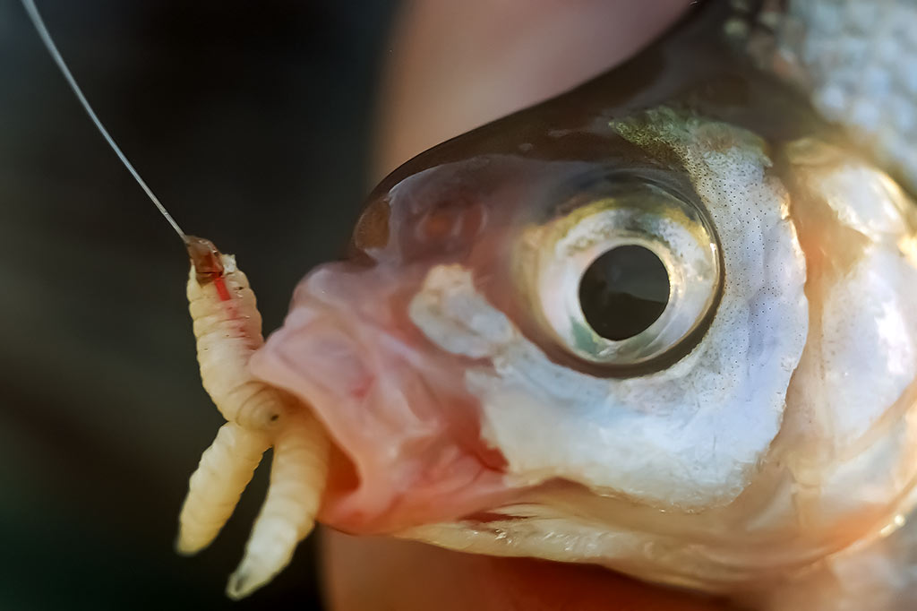 Musės lervos Musės lervos