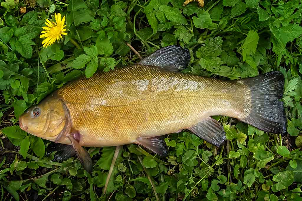 Lynas pavasarį kitoks Lynas pavasarį kitoks