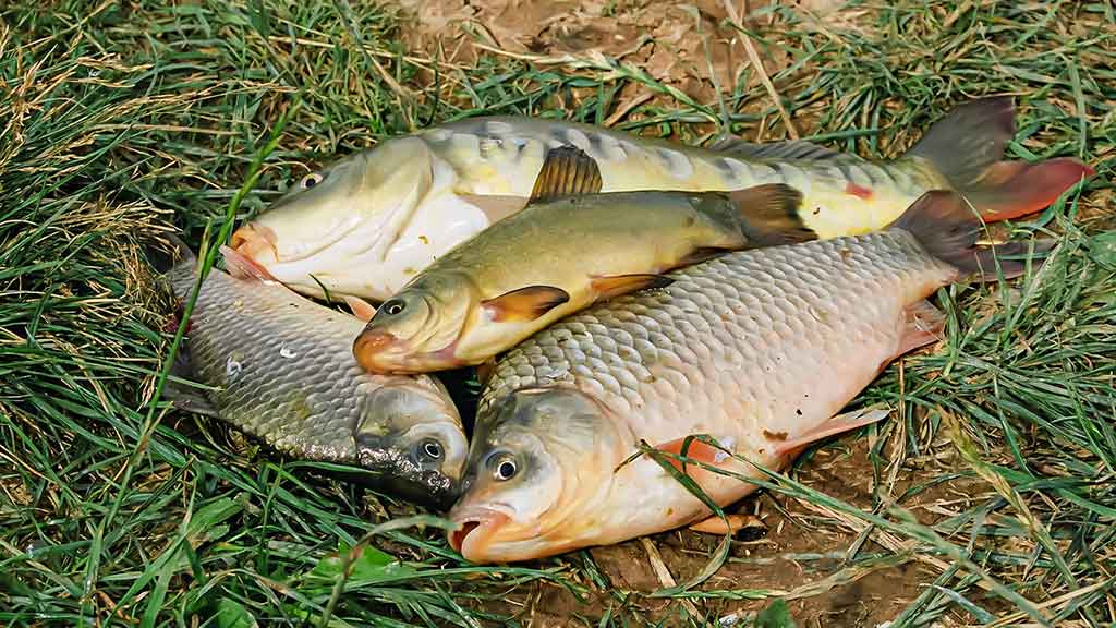 Naktį su plūdine. Pirma dalis Naktį su plūdine. Pirma dalis