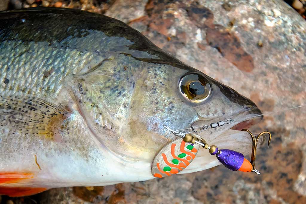 Metalinių masalų dažymas Metalinių masalų dažymas