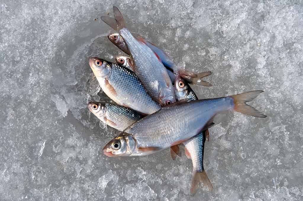 Žieminė žiobrių žūklė Žieminė žiobrių žūklė