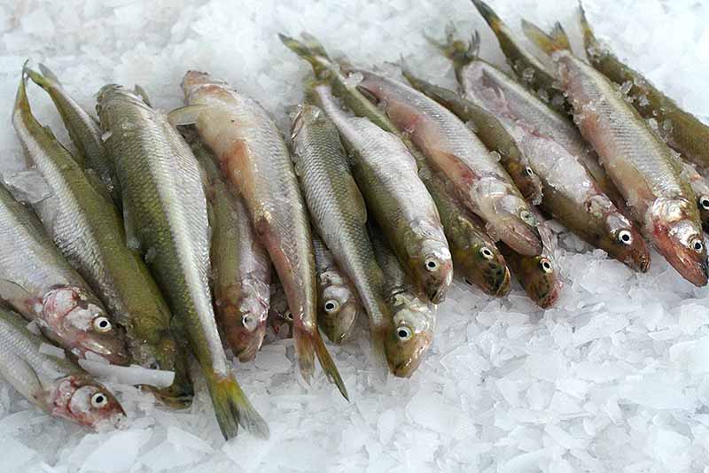 Europinė stinta arba didstintė (lot. Osmerus eperlanus eperlanus) Europinė stinta arba didstintė (lot. Osmerus eperlanus eperlanus)