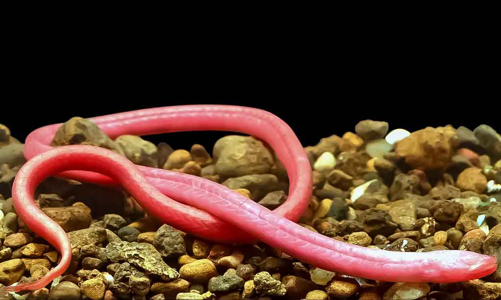 Ungurys - Rakthamichthys mumba Ungurys - Rakthamichthys mumba