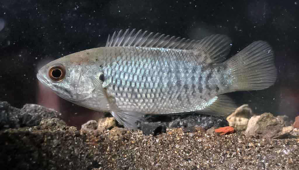 Vijoklinis ešerys (Anabas testudineus) Vijoklinis ešerys (Anabas testudineus)