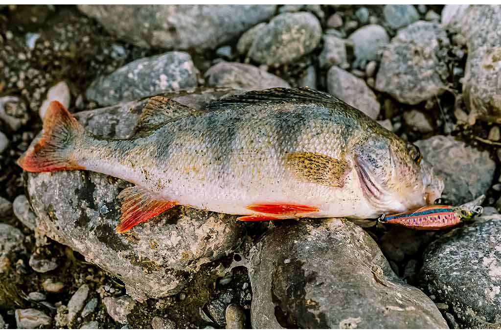 Voblerių dažymas Voblerių dažymas