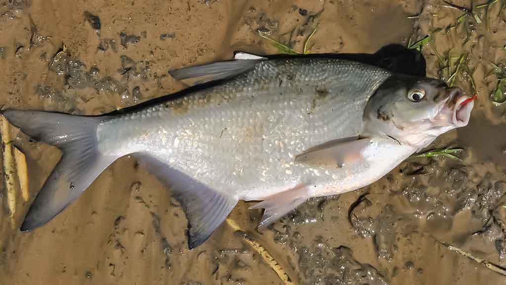 Vidurvasario karšiai. Sistemėlės plūdinei, jaukai ir masalai Vidurvasario karšiai. Sistemėlės plūdinei, jaukai ir masalai