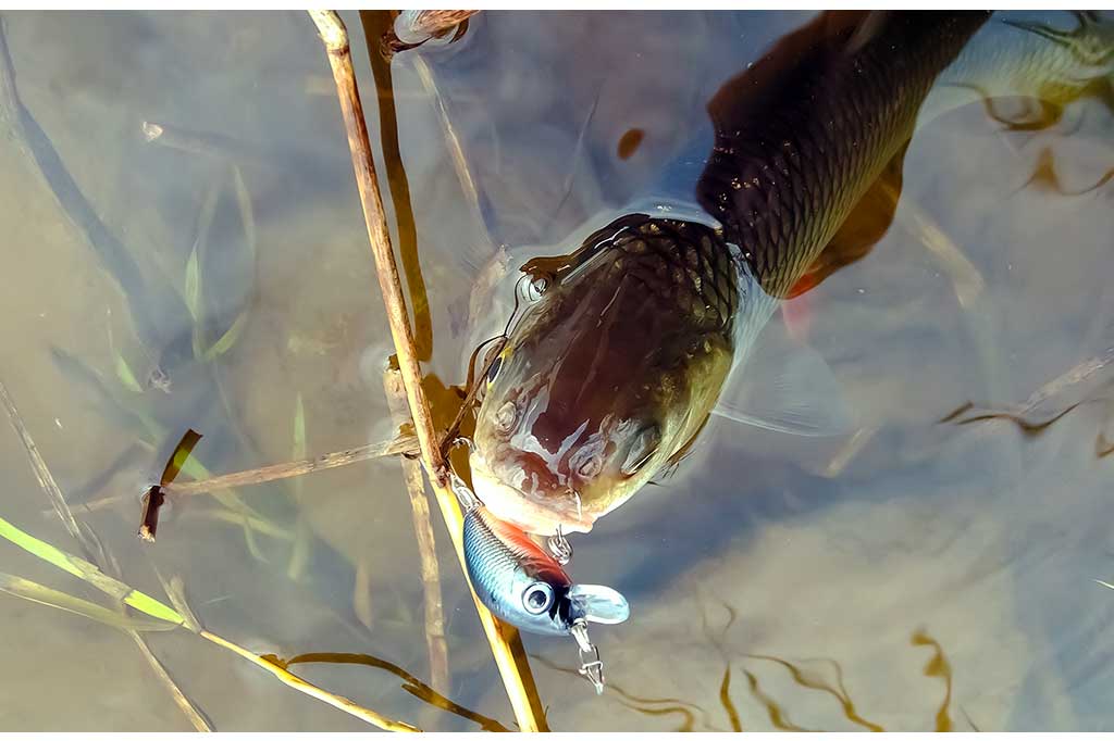Kuo vienas vobleris geresnis už kitą? Kuo vienas vobleris geresnis už kitą?
