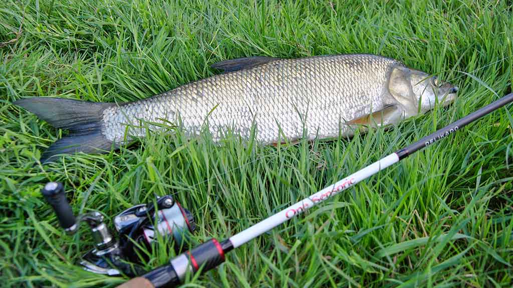 Spiningavimas karštymečiu Spiningavimas karštymečiu