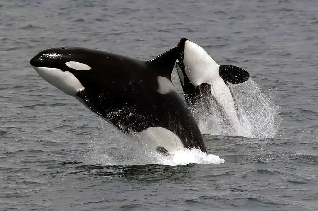 Orka arba daugiapelekis delfinas (Orcinus orca) Orka arba daugiapelekis delfinas (Orcinus orca)