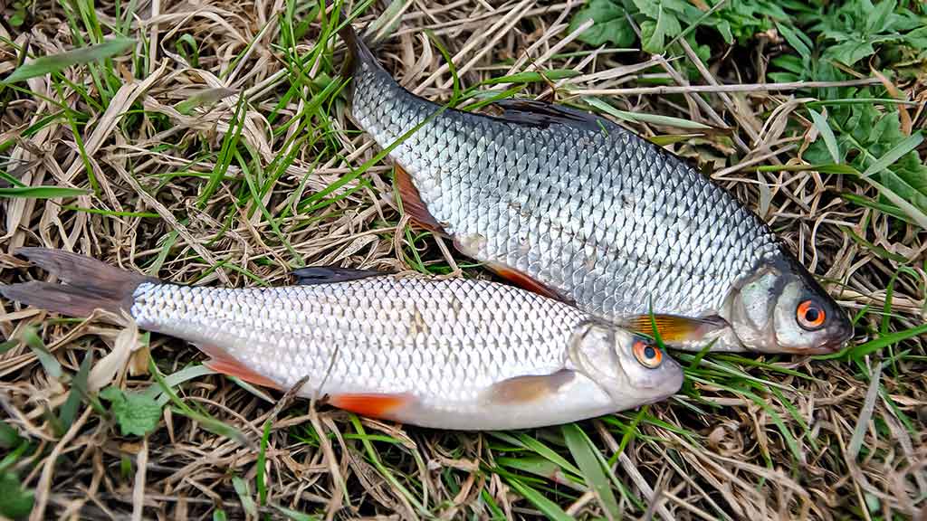 Nemunas, plūdinė ir senos dambos. Kaip jaukinti, kuo žvejoti Nemunas, plūdinė ir senos dambos. Kaip jaukinti, kuo žvejoti
