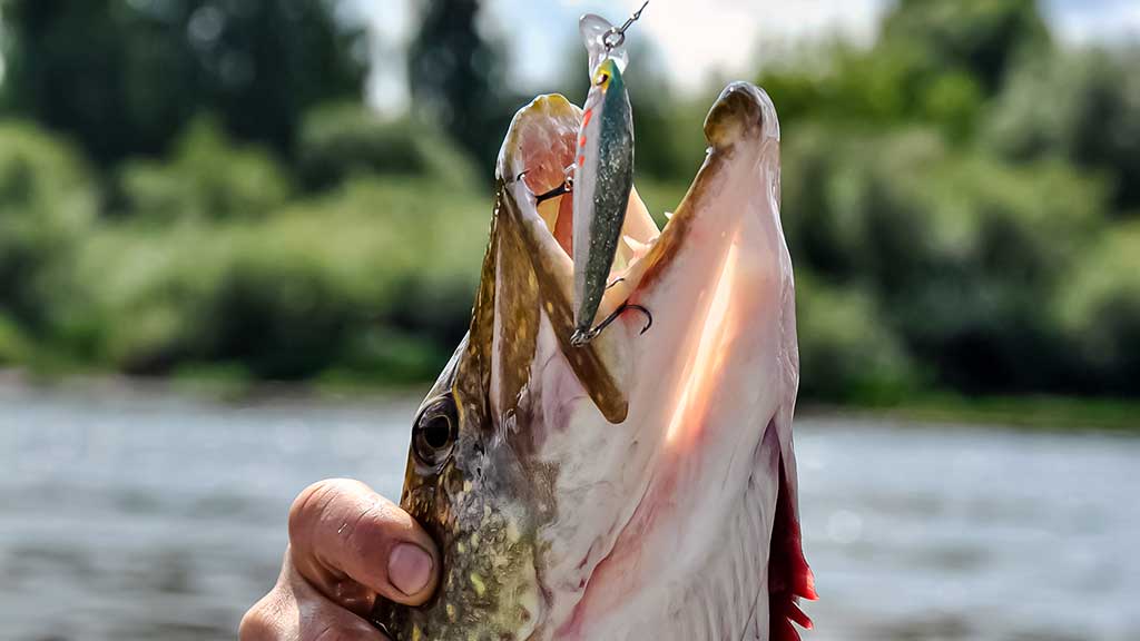 Žvejo aura. Pirma dalis Žvejo aura. Pirma dalis