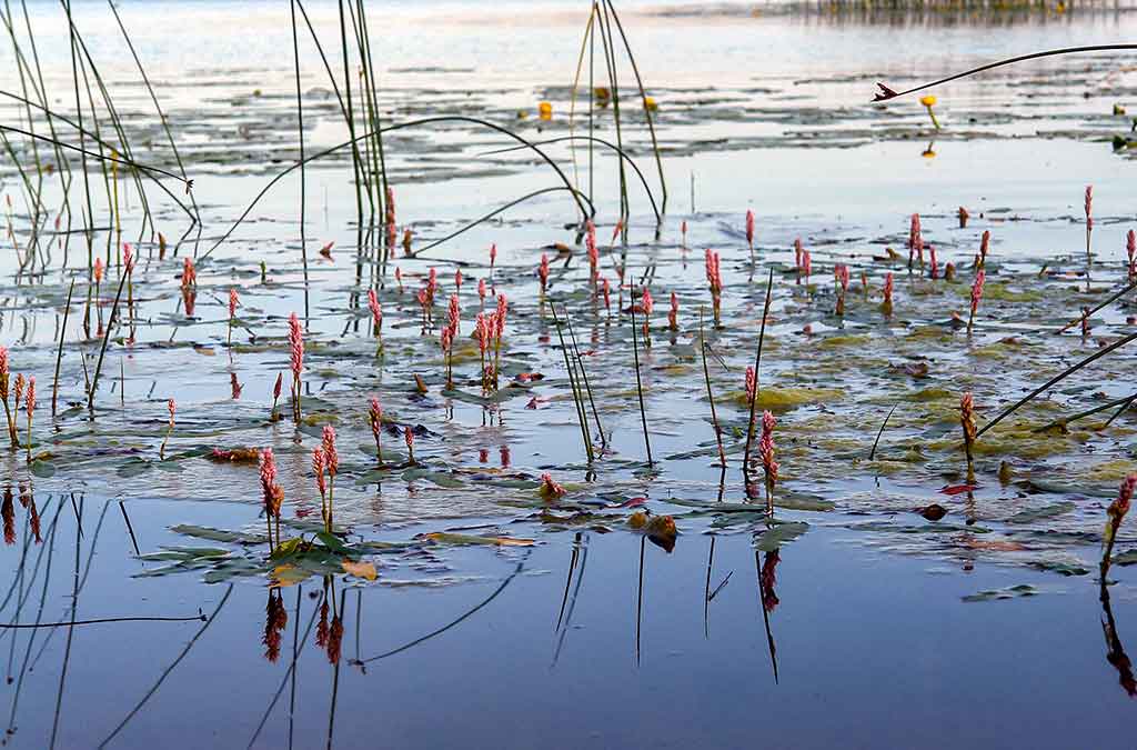 Vandens džiunglių labirintuose. Dar keli prisitaikėliai Vandens džiunglių labirintuose. Dar keli prisitaikėliai