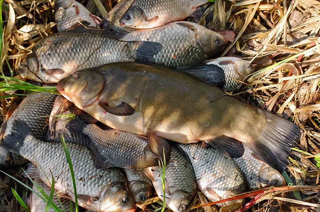 Kiekvienoje baloje savos taisyklės. Trečia dalis Kiekvienoje baloje savos taisyklės. Trečia dalis