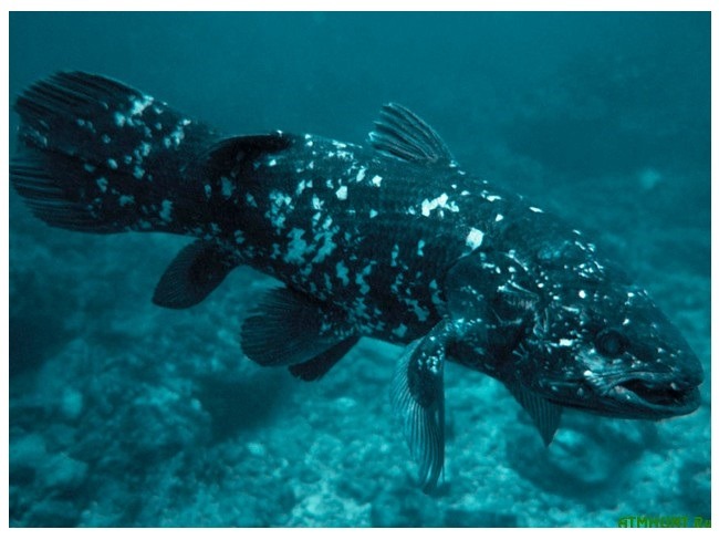 Nežinoma žuvis Nežinoma žuvis