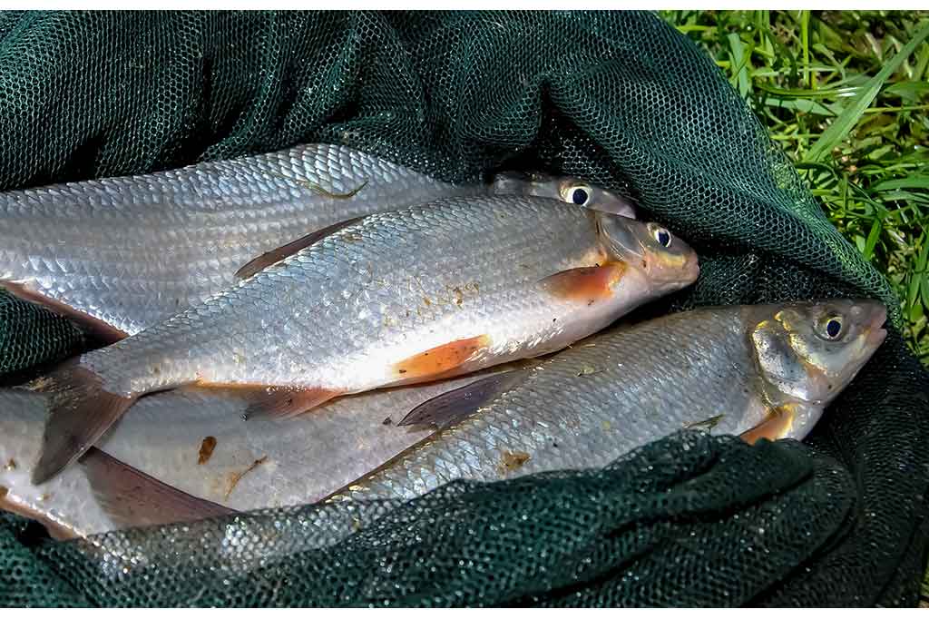 Kaip ant kabliuko užmauti uodo trūklio lervas Kaip ant kabliuko užmauti uodo trūklio lervas