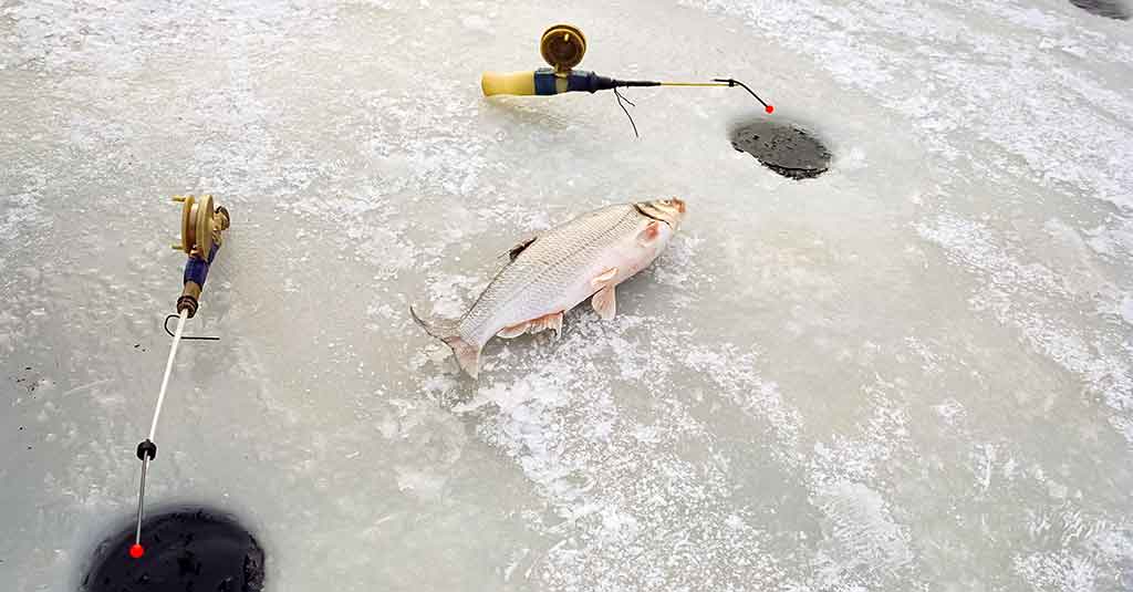 Žieminė žiobrių žūklė Žieminė žiobrių žūklė