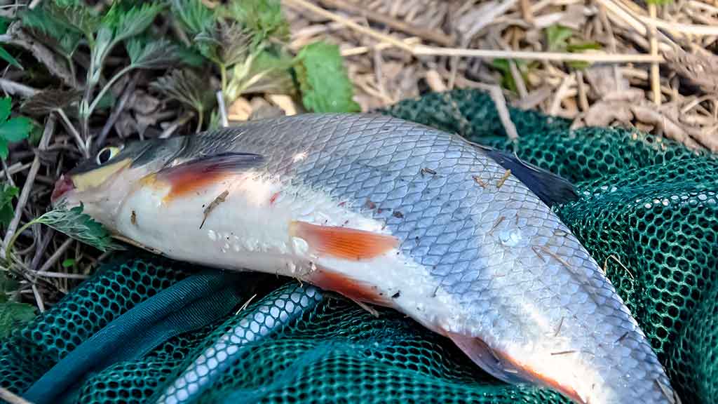 Ką reikia žinoti apie match meškerę Ką reikia žinoti apie match meškerę